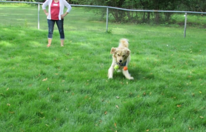 Triton the comfort dog as a young puppy playing in the grass
