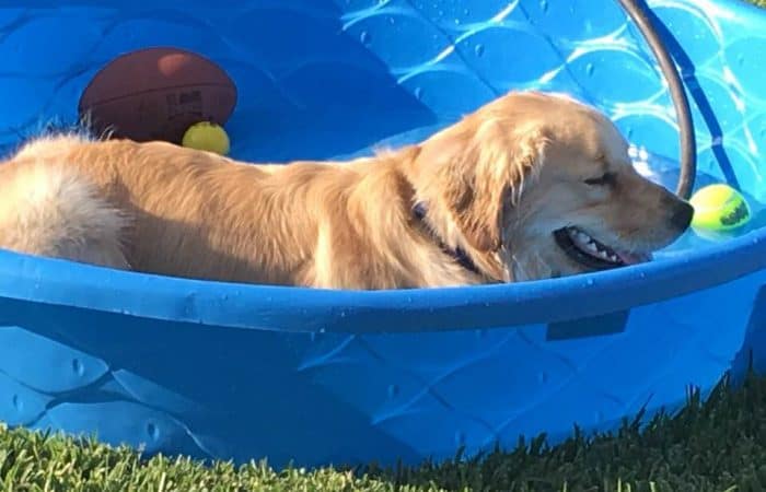 Titon the comfort dog resting and panting in a children's swimming pool